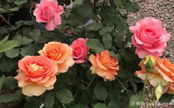 大花月季該怎樣養(yǎng)根呢？一起來了解下吧(圖1)