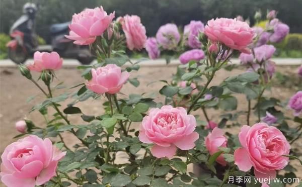 德州樹狀月季一般可以開多少次花？月季基地分享(圖1)