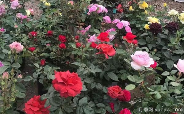 信陽盆栽月季種養(yǎng)的話，具有哪些特點(diǎn)呢？(圖1)
