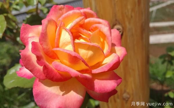 大花月季該怎樣修剪的呢？一起來看看吧(圖1)