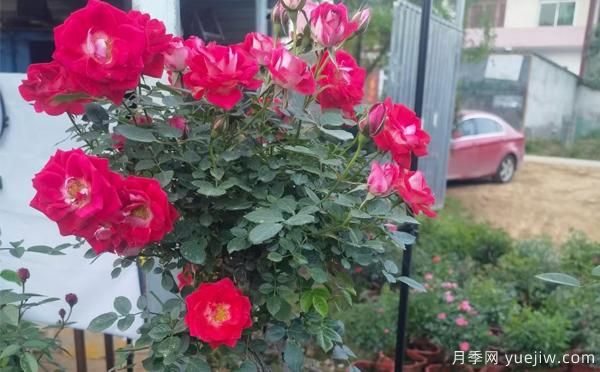 湖北大花月季怎樣管理，才多開花？(圖1)