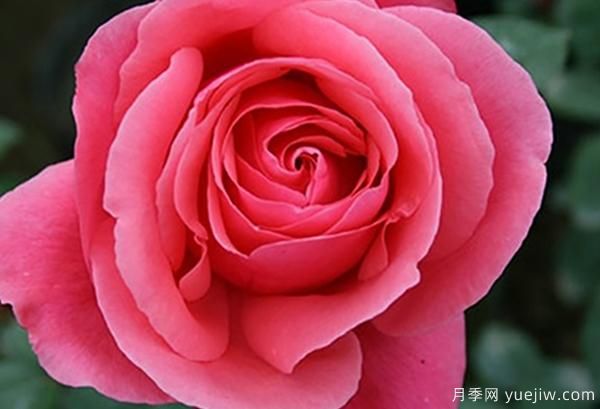 地栽的大花香水月季該怎樣養(yǎng)護(hù)呢？一起看看吧(圖1)