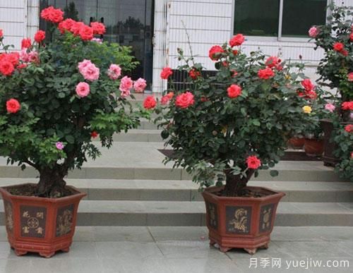 家里庭院中種植樹(shù)狀月季，注意光照問(wèn)題乃是重中之重(圖1)