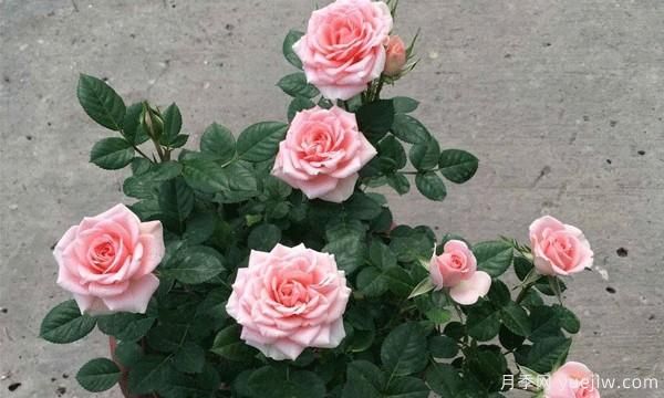 想要把“花中皇后”月季養(yǎng)護(hù)好必須保持通風(fēng)良好，排水良好和溫度適宜(圖1)