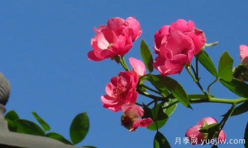 南陽月季基地講述切花月季的幾個特點(圖1)
