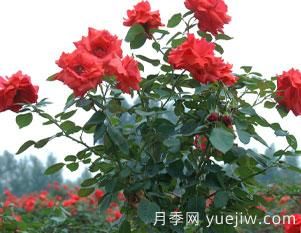 月季的整枝修剪是否得當(dāng),直接影響即對衰老該如何修剪呢?(圖1) 月季的整枝修剪是否得當(dāng),直接影響即對衰老該如何修剪呢?(圖1)