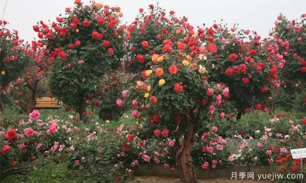 河南月季品種如何選擇不容易死？(圖1)