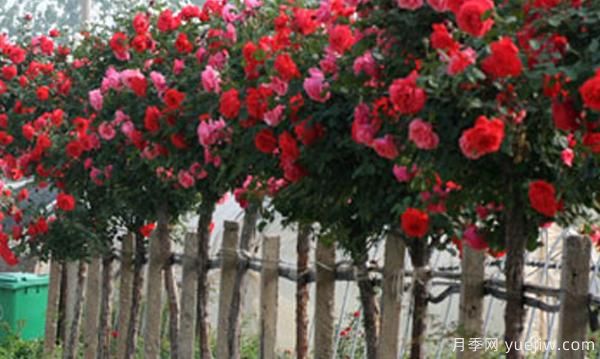 如何把棒棒糖月季能養(yǎng)成樹(shù)狀月季(圖1)