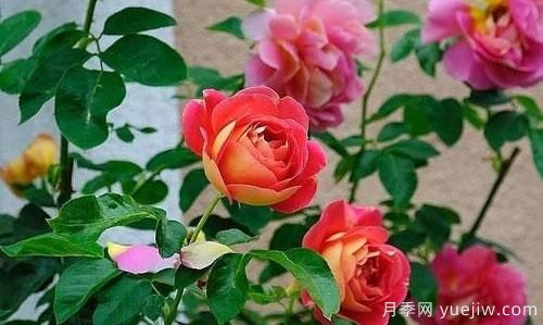 大花月季在日常中，怎么嫁接育苗和管理？(圖1)