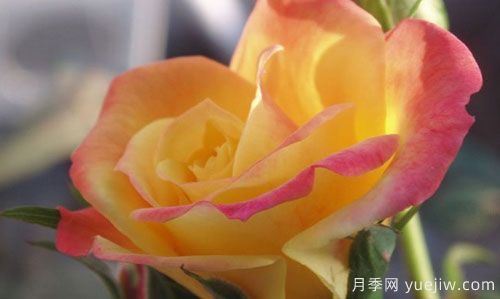 大花月季在施肥時(shí)，有需要注意些什么？(圖1)