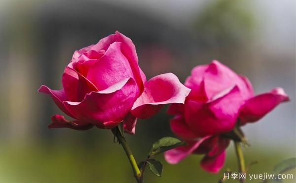 想讓自家樹狀月季好看，要學(xué)會嫁接這個妙招(圖1)