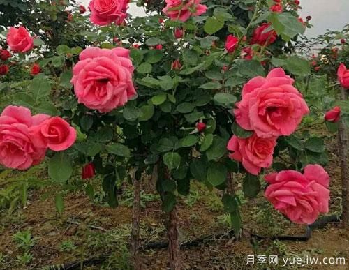 月季花扦插生根慢？教你快速生根法！(圖1)