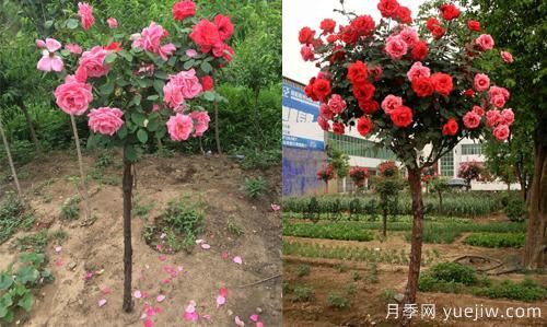 河南樹狀月季基地提醒，盡量別在網(wǎng)上購(gòu)月季了(圖1)