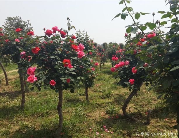 月季花如何做能快速進入下一波花期？(圖1)