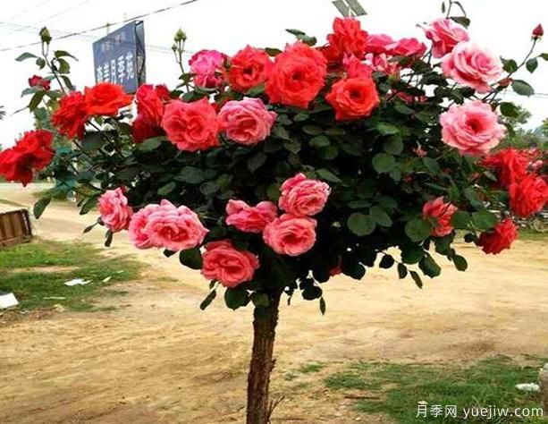 鶴壁樹狀月季花都有哪些作用功效呢？(圖1)