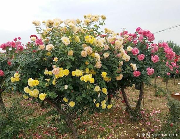 養(yǎng)樹狀月季，有哪些地方是要大家留意呢(圖1)