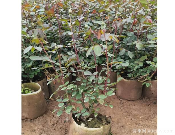 月季花河北月季花在四個季節(jié)中，修剪辦法是怎樣的呢？(圖1)