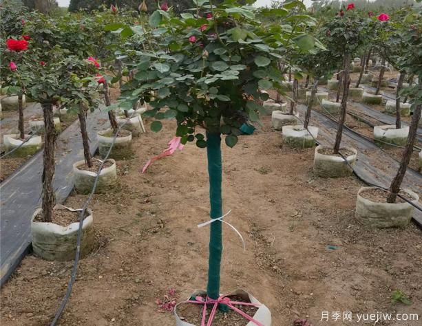 樹狀月季的移栽時間、苗木處理和養(yǎng)護(hù)辦法！(圖1)