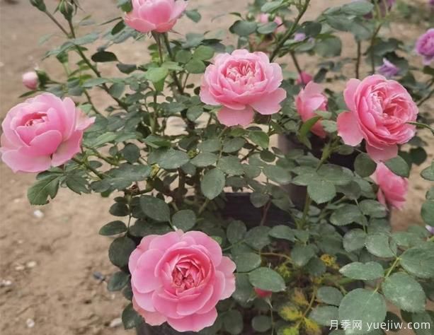 挑選盆栽月季花，有哪些小技巧呢？(圖1)