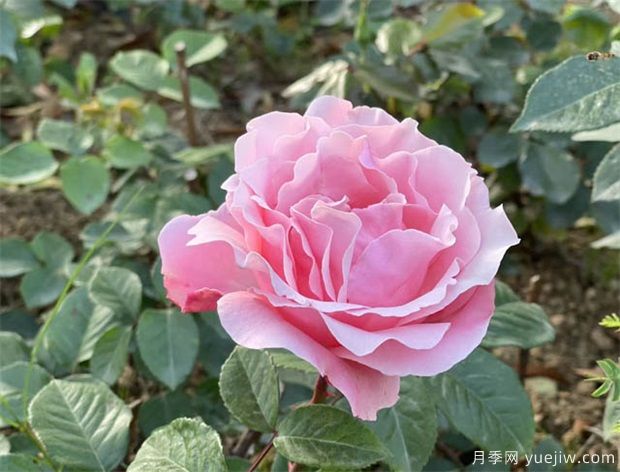 分析中國(guó)花卉產(chǎn)業(yè)市場(chǎng)方向(圖1)