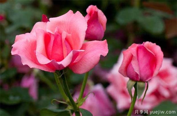 月季樹(shù)一年能開(kāi)幾次花(圖1)