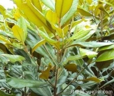 廣玉蘭根部變黑的原因有哪些？(圖1)