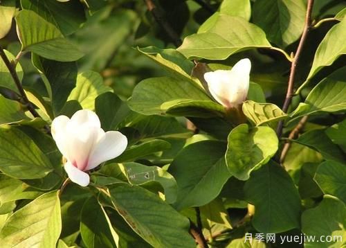 玉蘭樹(shù)應(yīng)該怎么才能防治病蟲(chóng)害？(圖1)