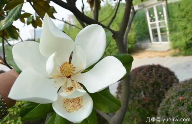 廣玉蘭樹什么時(shí)候開花？(圖2)
