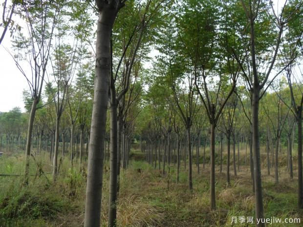 欒樹一畝地可以種多少棵？(圖1)