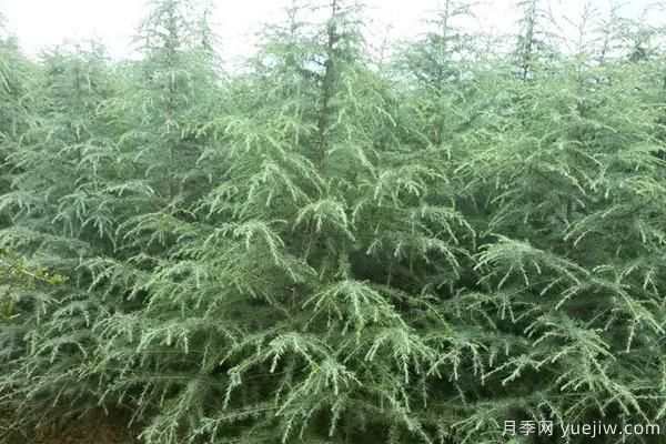 雪松樹(shù)苗多少錢一棵？雪松哪里價(jià)格便宜？(圖2)