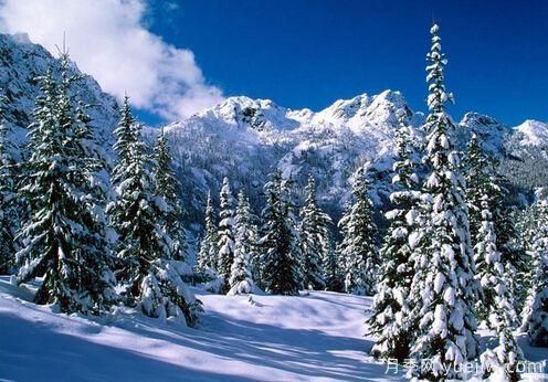雪松的耐寒能力怎么樣？容易凍傷嗎？(圖1)