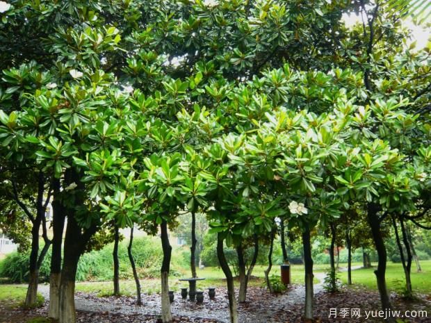 如何提高大廣玉蘭移植成活率？(圖1)