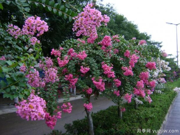 紫薇樹什么時候移栽比較好？***佳時間(圖1)