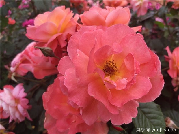 推薦四季都開花的3個(gè)藤本月季品種(圖1)