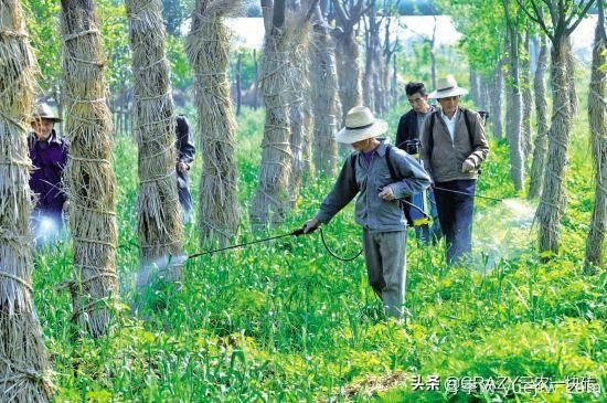 綠化養(yǎng)護(hù)春季的工作重點(diǎn)是什么？(圖2)