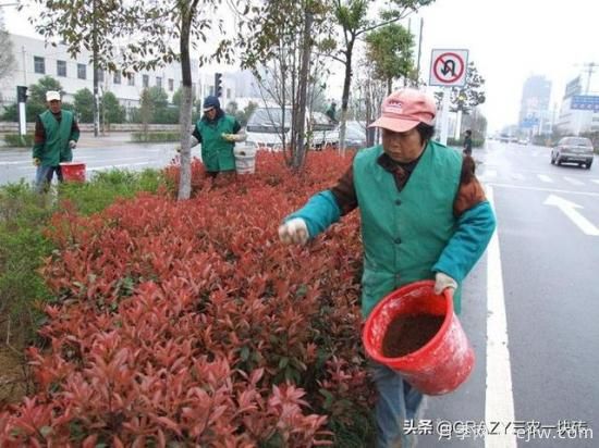 綠化養(yǎng)護(hù)春季的工作重點(diǎn)是什么？(圖3)