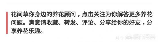 常見的花卉生長調(diào)節(jié)劑都有哪些？它們都起什么作用？(圖5)