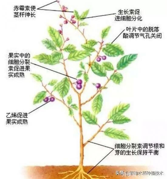 常見的花卉生長調(diào)節(jié)劑都有哪些？它們都起什么作用？(圖7)