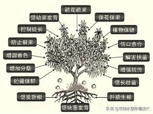 常見的花卉生長調(diào)節(jié)劑都有哪些？它們都起什么作用？(圖6)