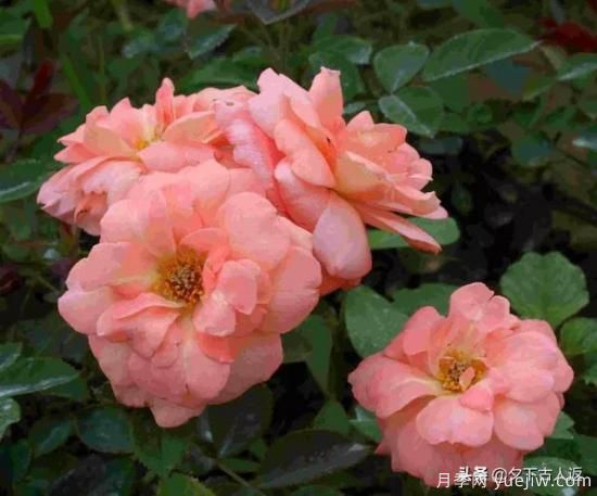 大花濃香抗病豐花月季品種？(圖1)