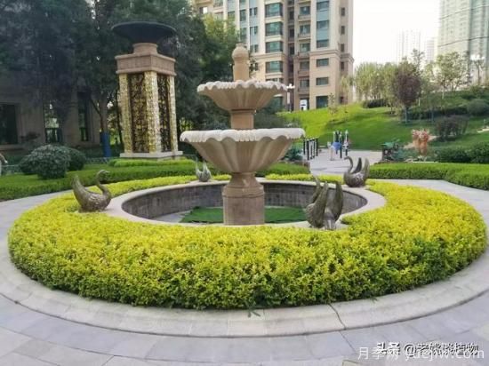 金葉女貞園林用途有哪些？(圖3)