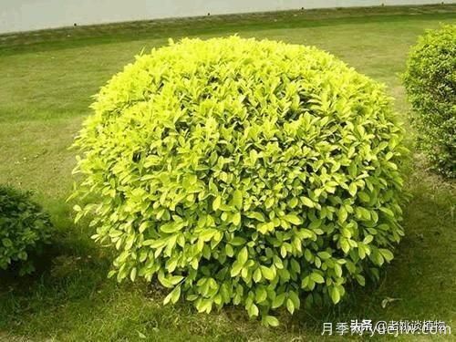 金葉女貞園林用途有哪些？(圖5)