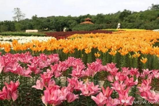 花卉播種應(yīng)該注意哪些方面？(圖6)