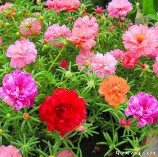 各種花卉對(duì)水的要求都是一樣的嗎？(圖1)