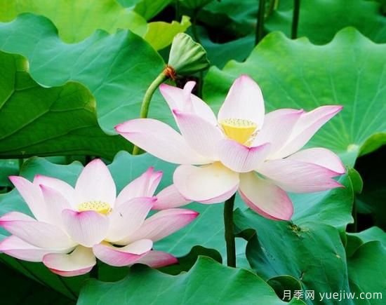各種花卉對(duì)水的要求都是一樣的嗎？(圖3)