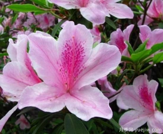 各種花卉對(duì)水的要求都是一樣的嗎？(圖5)