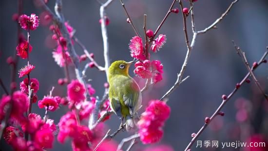 園林綠化養(yǎng)護需要注意哪些問題？(圖1)