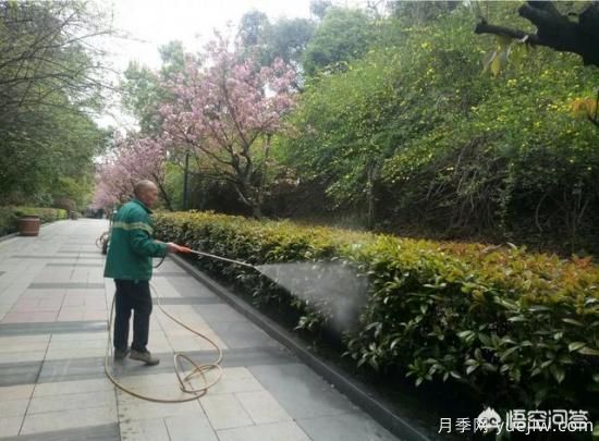 如何做園林的綠化養(yǎng)護(hù)工作？(圖1)