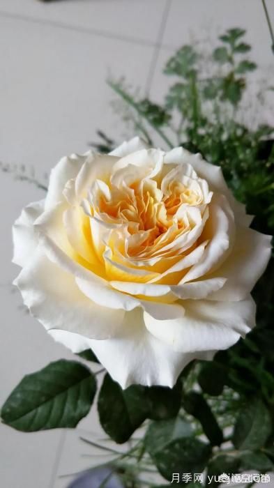 有哪些花友必備的月季花品種可以推薦下？(圖13)