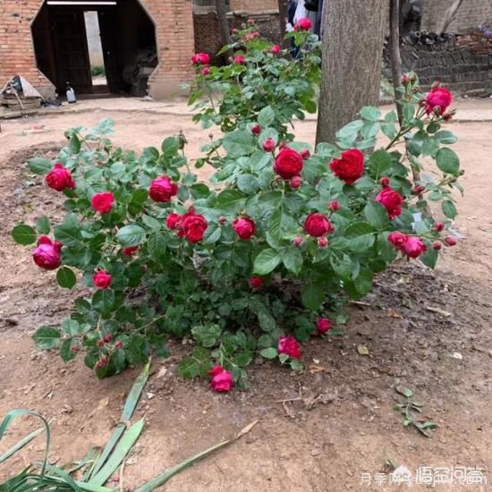 有哪些花友必備的月季花品種可以推薦下？(圖10)